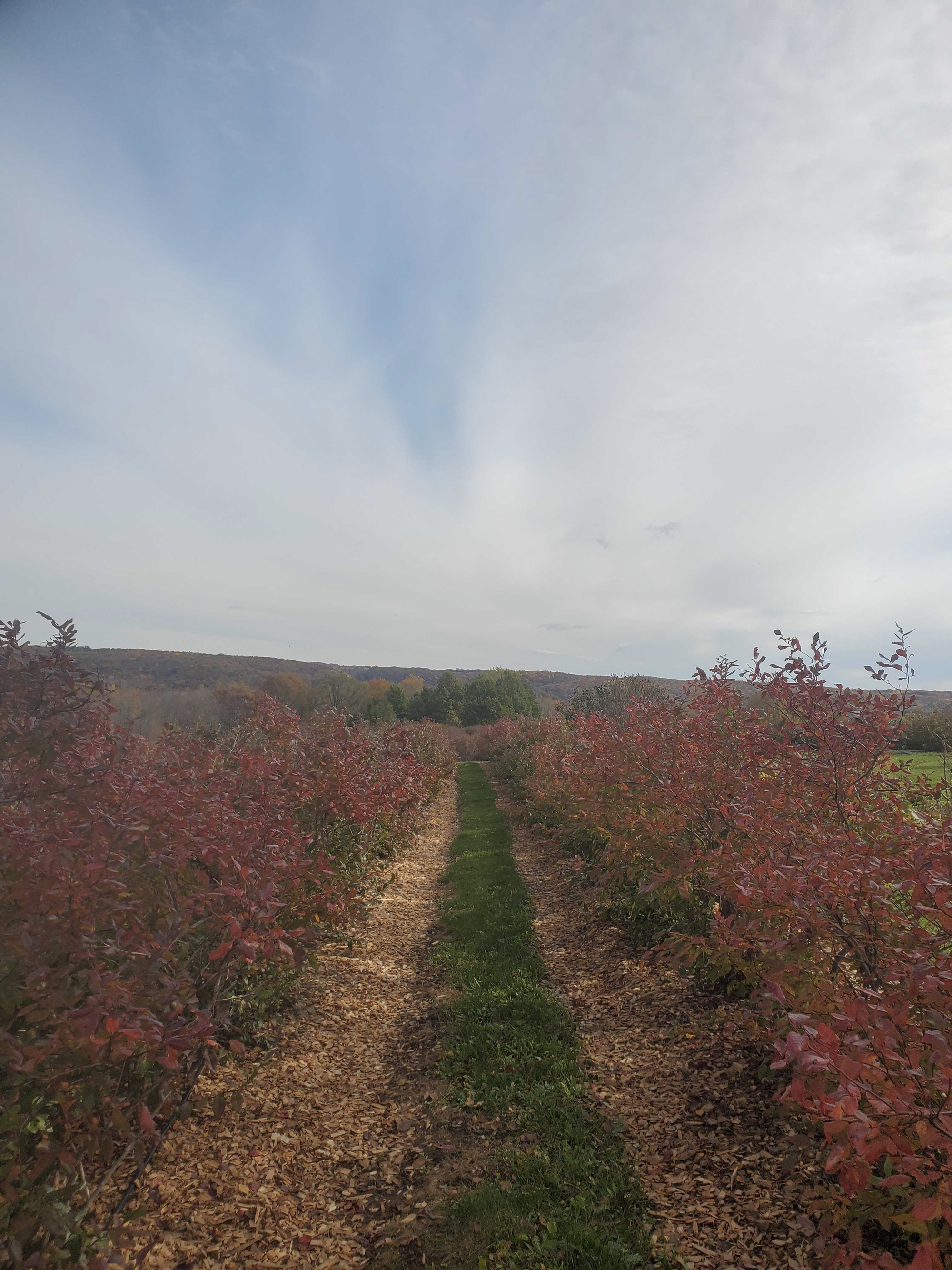 Permaculture Farm Adventure - The Ideas Phase