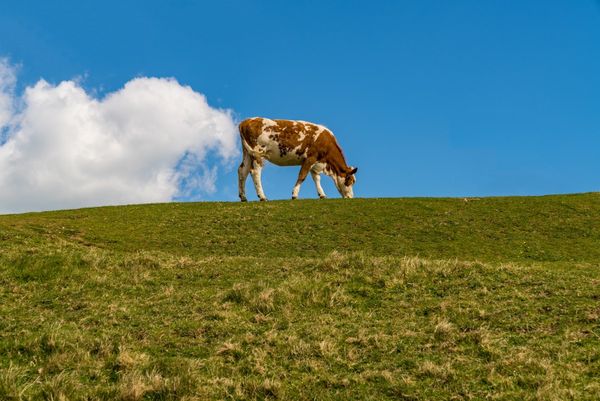 Negative Emission Cows?